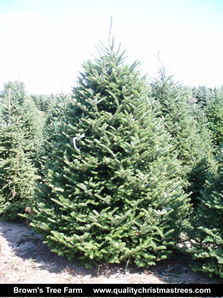Fraser Fir Christmas Tree Image 3