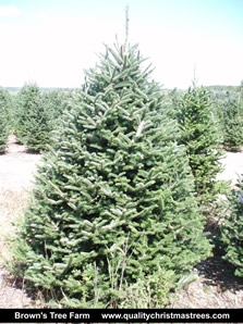 Fraser Fir Christmas Tree Image 4