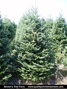 Fraser Fir Christmas Tree Image 6