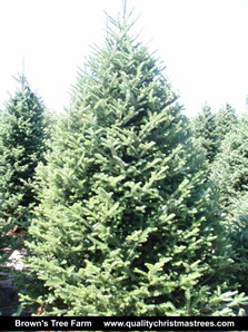 Fraser Fir Christmas Tree Image 9