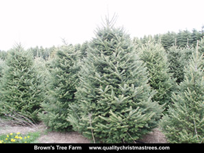 Fraser Fir Christmas Trees Image 17