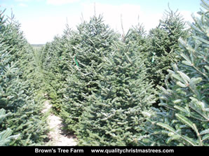 Fraser Fir Christmas Trees Image 26