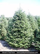 Fresh Cut Christmas Tree Image